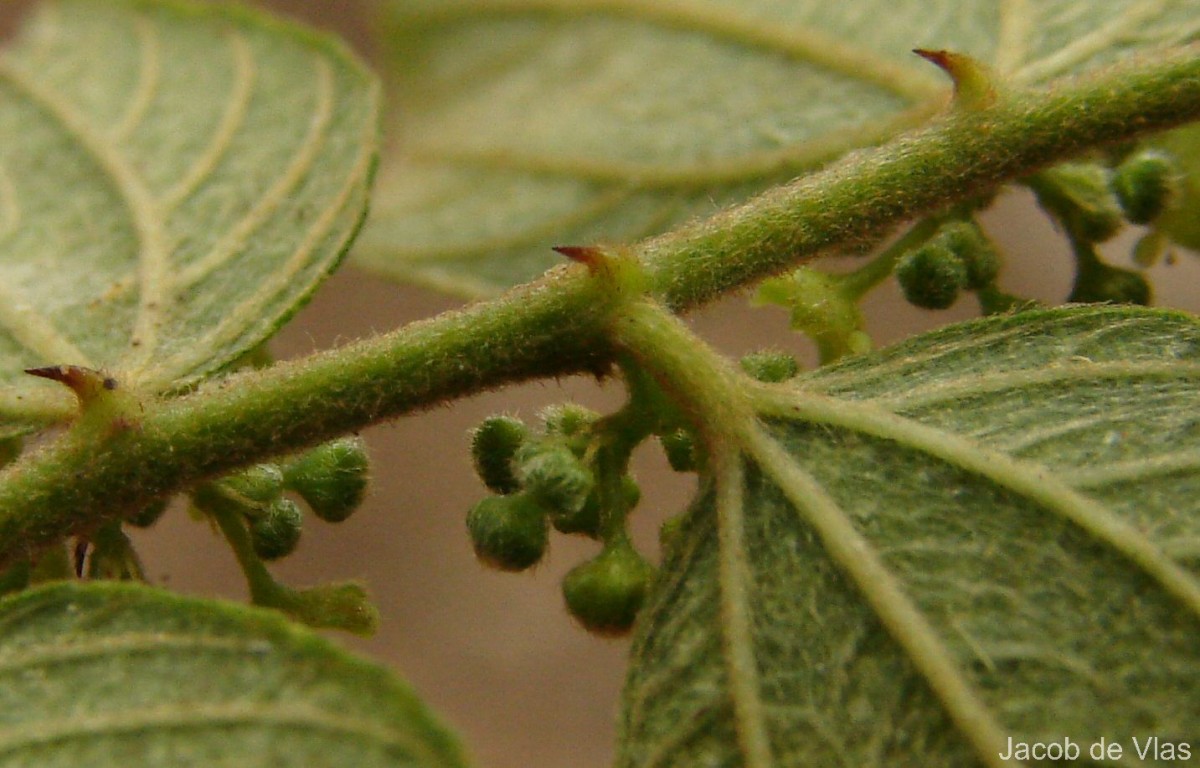 Ziziphus oenopolia (L.) Mill.